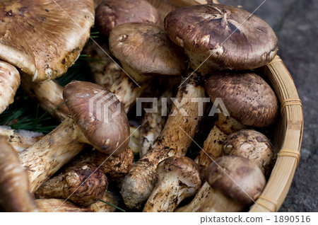 來自信州的松茸蘑菇 來自信州的松茸蘑菇 1890516