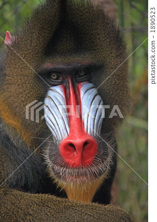 有點分心？ 1890523