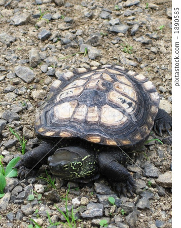 zeni turtle, the turtle in ze, turtle 1890585