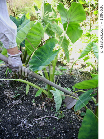 Tuning with taro Tuning with taro 1890636