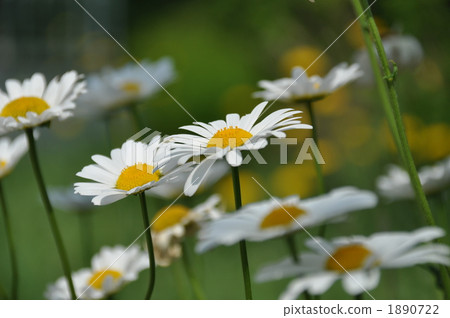 雛菊 北海道 花園 1890722