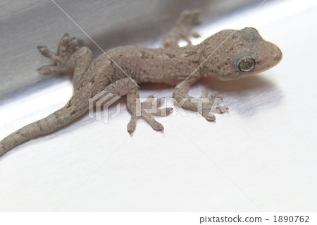 Gecko 1890762
