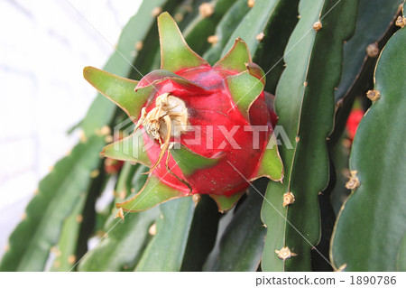 龍果側身 1890786