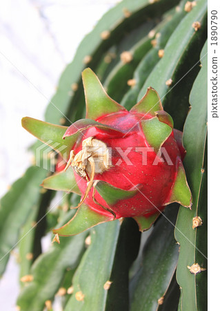 Dragon fruit length 1890790