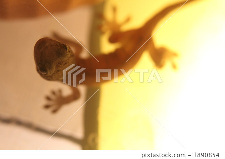 what? Chibi gecko over LED lamp 1890854
