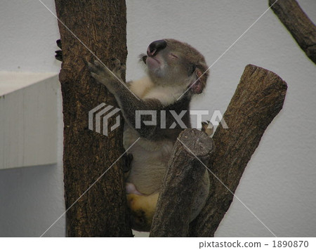 Koala's sleeping face 1890870