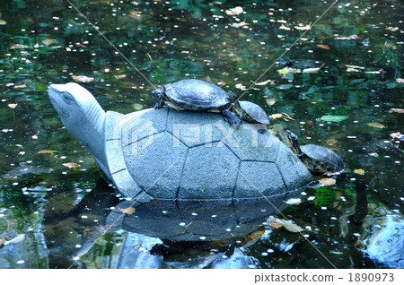Turtle in the pond Turtle in the pond 1890973