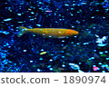 池塘的鯉魚 1890974
