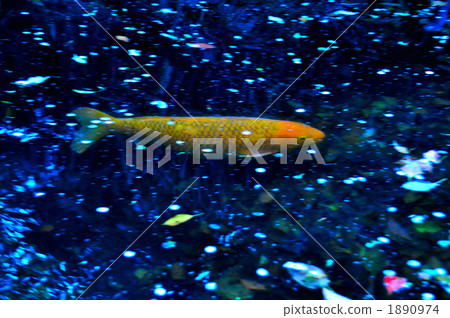 Carp of a pond Carp of a pond 1890974