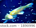 池塘的鯉魚 1890996
