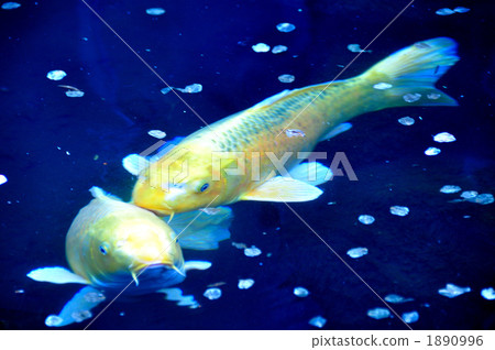 Carp of a pond 1890996
