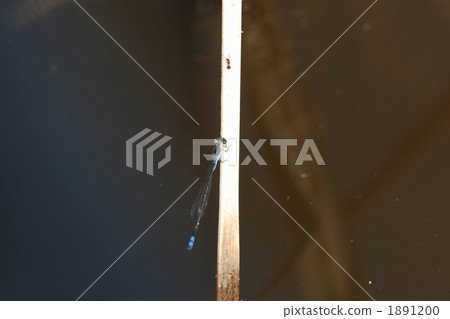 男性在黑喉嚨 1891200