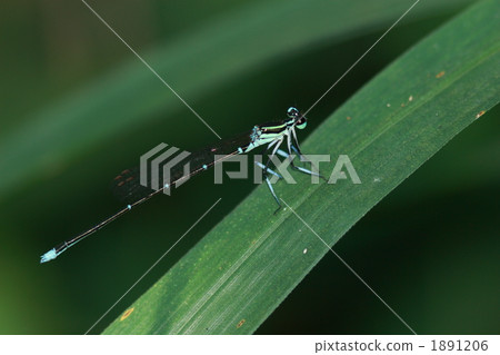 Monosha Tombo男 1891206