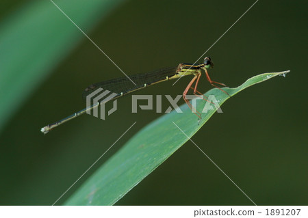 未成熟的雌性單一組織 1891207