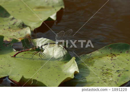 Gynyuma spawning eggs 1891220