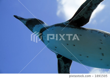 洪堡企鵝 1891505