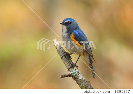 藍鳥Ruribitaki 1891557