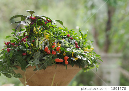 group planting, potted plants, potted plant 1891578