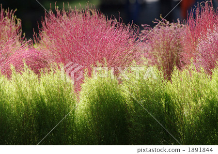 掃帚草 地膚 衛矛 1891844