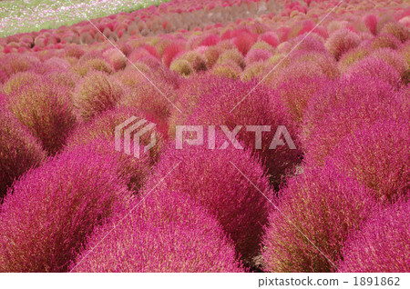 地膚 衛矛 豚草 1891862