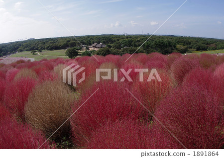 衛矛 地膚 掃帚草 1891864