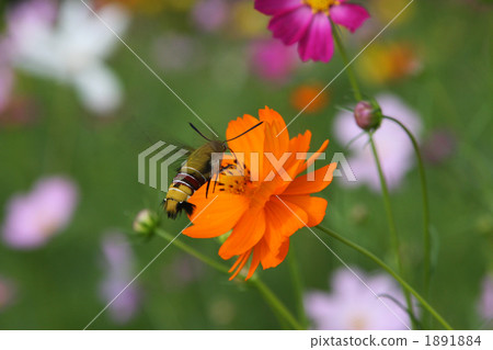 Ooskasiba and cosmos 1891884