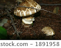 Matsutake mushrooms 1891958