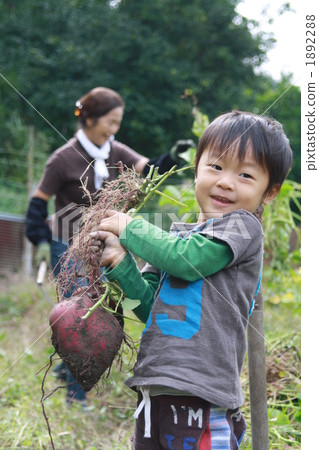 digging for potatoes, sweet potato, baby boy 1892288