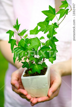 Ivy's leaves 1892447