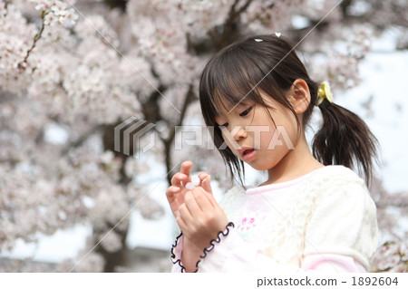 賞花 賞櫻 年度盛事 1892604