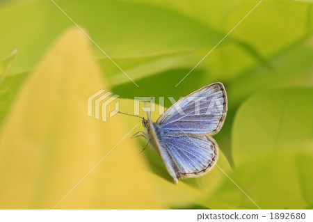 Beautiful butterfly Beautiful butterfly 1892680