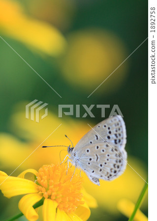 Shizimi蝴蝶和黃色瑪格麗特 1892758