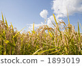 paddy, rice plant, ear of rice 1893019