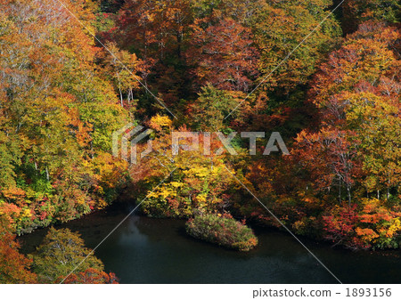 Tsuruma Pond _ part _ 1 Tsuruma Pond _ part _ 1 1893156