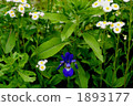 鳶尾花 1893177