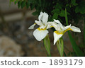 鳶尾花 1893179