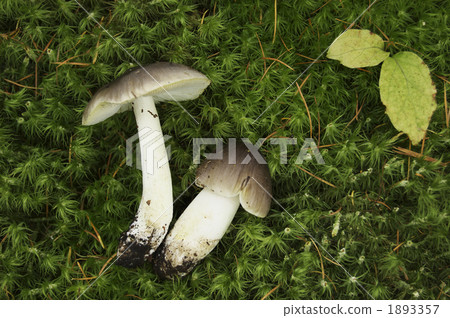 mushroom, mushrooms, tricholoma portentosum 1893357