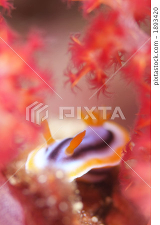 Shirette sea urchins 1893420