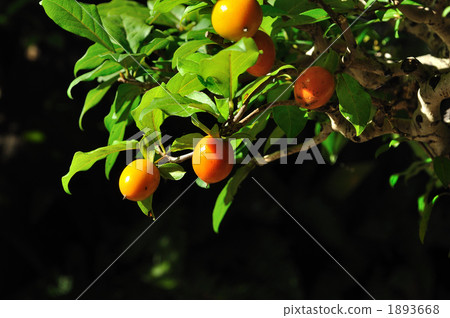 himekaki, fruit, lifting 1893668