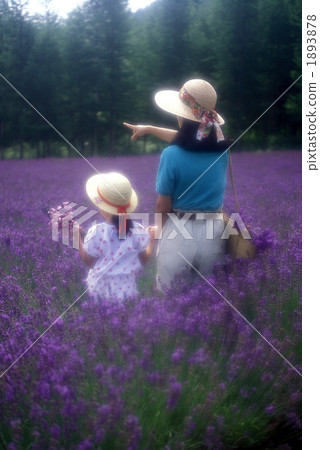 熏衣草 薰衣草 薰衣草花田 1893878