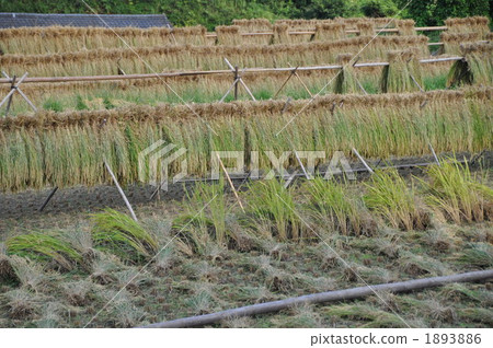 Rice cultivation Rice cultivation 1893886