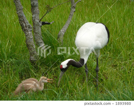 鶴 丹頂鶴 日本吊車 1893980