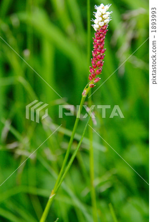 Mukago Trano flowers 1893993