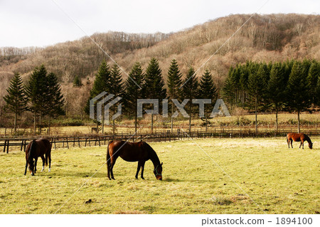 meadow, pasture, ranch 1894100