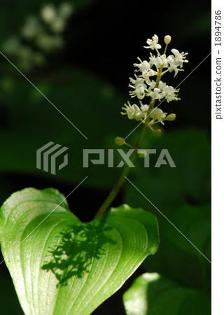 Maizuruuwa Maizuru grass shade flower plant crane's wing wild mountain forest white Hokkaido Maizuru grass 2 Maizuruuwa Maizuru grass shade flower plant crane's wing wild mountain forest white Hokkaido Maizuru grass 2 1894786