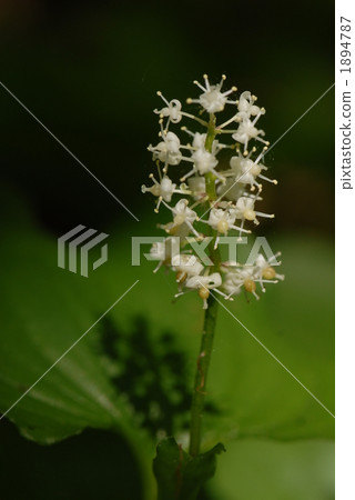 My shield and shadow My shield and shadow 1894787