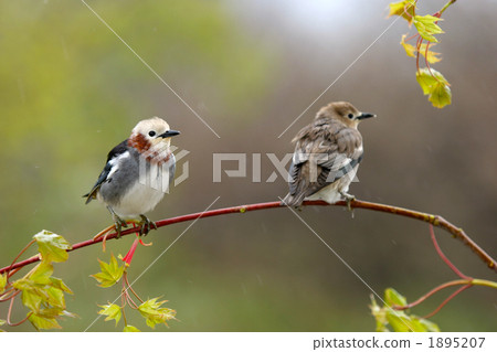 候鳥 楓樹 紅楓 1895207