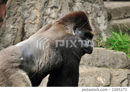 Gorilla Gorilla 1895273