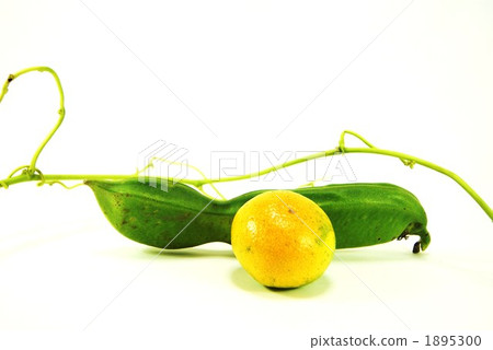 刀豆 柑桔 柑橘 1895300