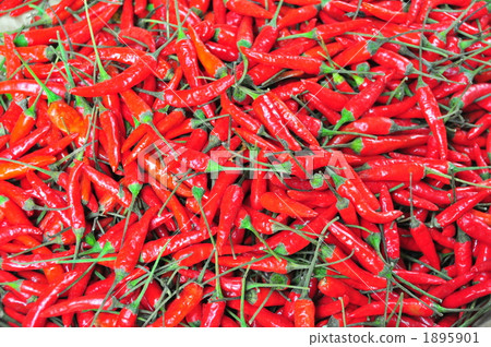 Capsicum 1895901